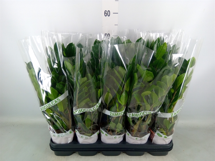 <h4>Zamioculcas zamiifolia</h4>