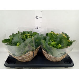 Kalanchoe blos.   ..mix in pot