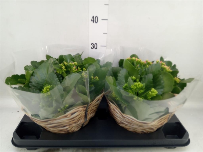 <h4>Kalanchoe blos.   ..mix in pot</h4>