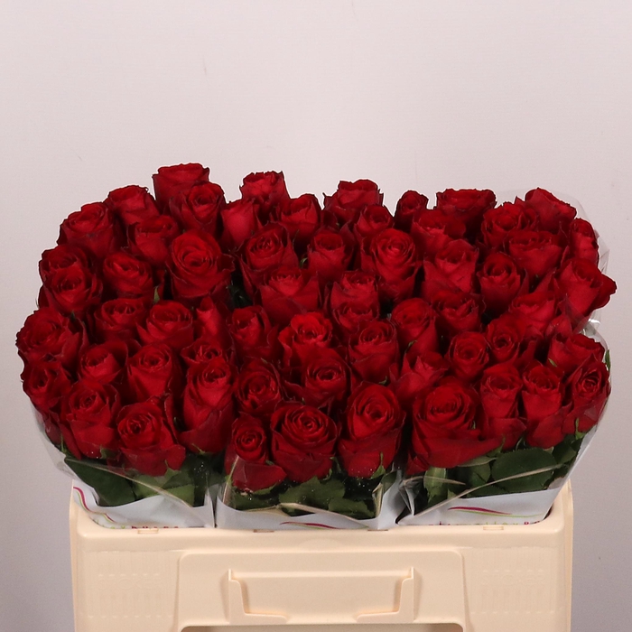 <h4>R GR MADAM RED</h4>
