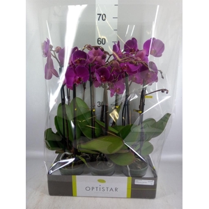 Phalaenopsis   ...lilac