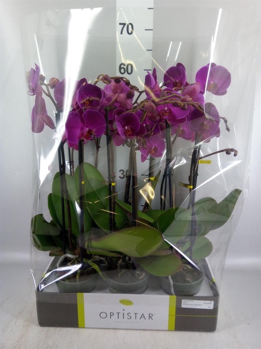 <h4>Phalaenopsis   ...lilac</h4>
