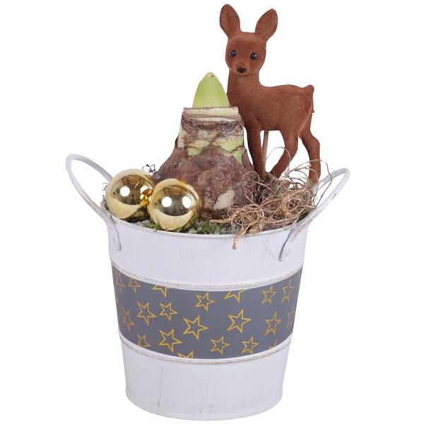 <h4>Christmas Arr. Amaryllis Zinc Pot Round Star Design Ø12cm 1PP</h4>