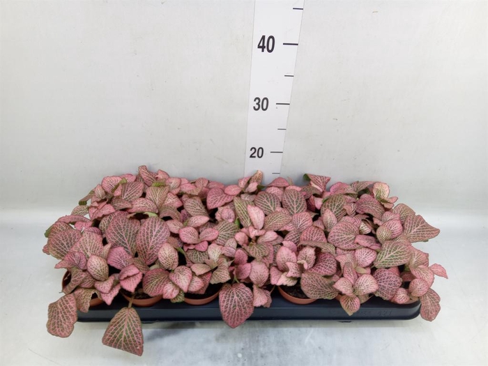 <h4>Fittonia verschaf. 'Pink Anne'</h4>