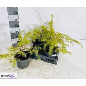 CEDRUS D AUREA