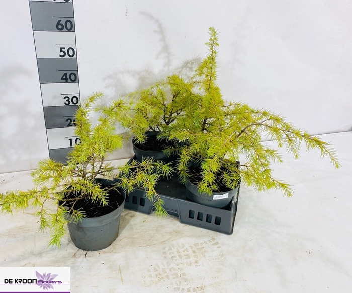 <h4>CEDRUS D AUREA</h4>