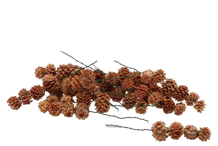 Pick Nature Salignum String 5dlg P/50