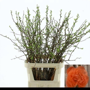 CHAENOMELES PINK DOUBLE * NEW *