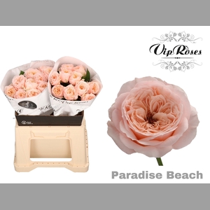 R KL PARADISE BEACH x20