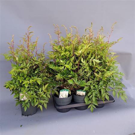 <h4>Astilbe J Washington</h4>