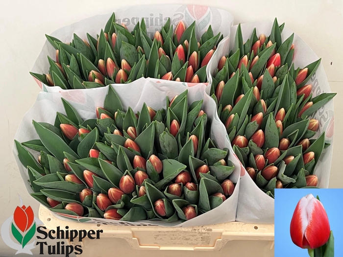 <h4>TU EN OUTFIT</h4>