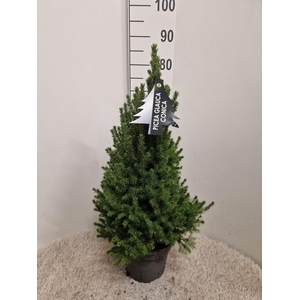 Picea glauca 'Conica'
