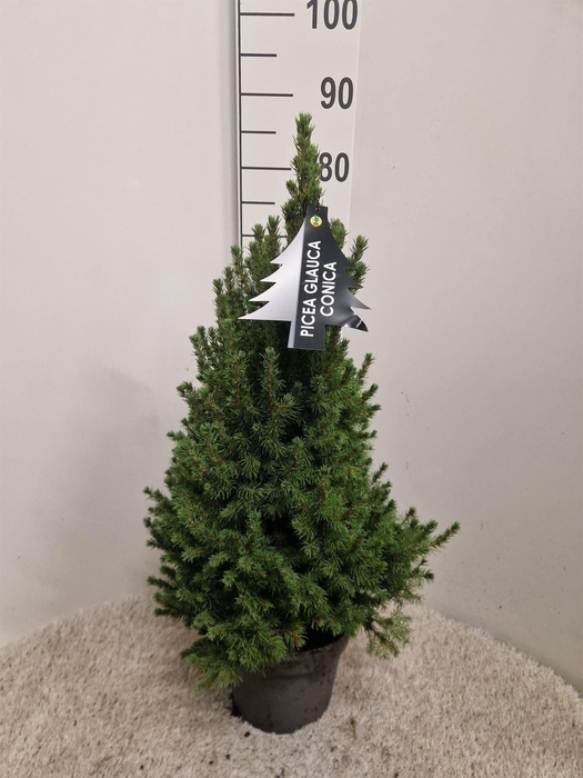 Picea glauca 'Conica'