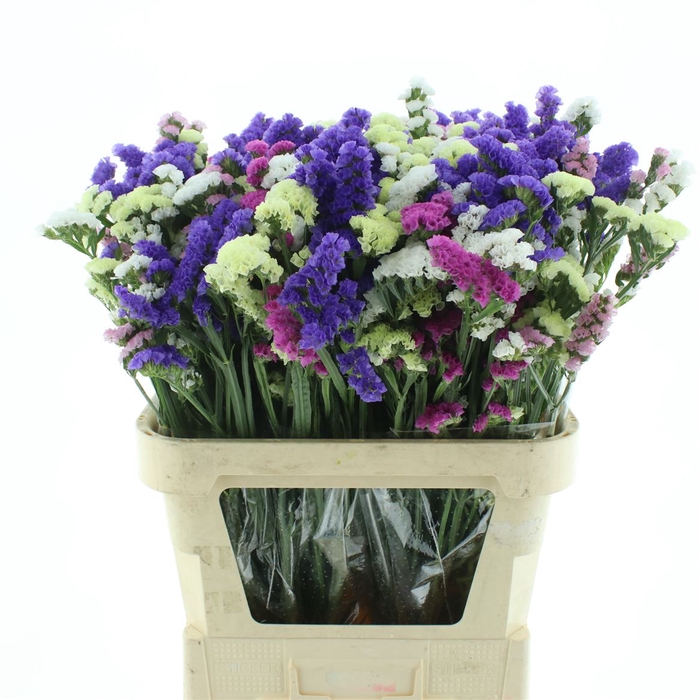 Limonium St Mix In Bunch