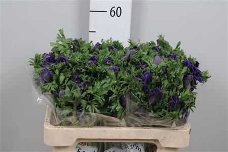 <h4>Anem Co Galil Blauw</h4>