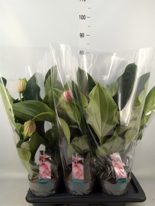 <h4>Medinilla magn.</h4>