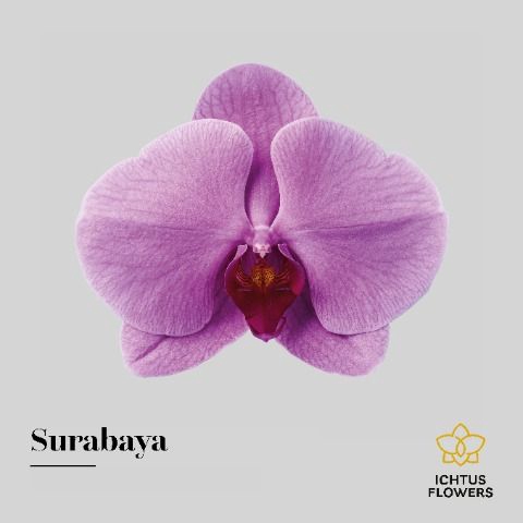 <h4>Phalaenopsis Surabaya</h4>