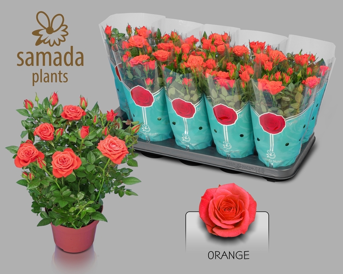 <h4>RO ORANGE STAR</h4>