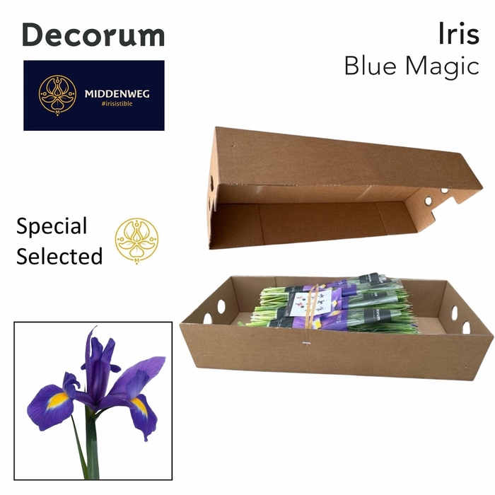 <h4>Iris Blue Magic SS Pre-Packed Decorum</h4>