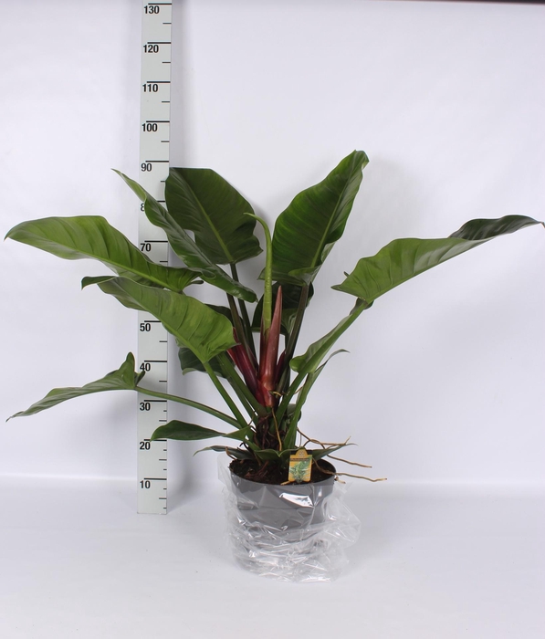 <h4>PHIL IMPERIAL GREEN</h4>