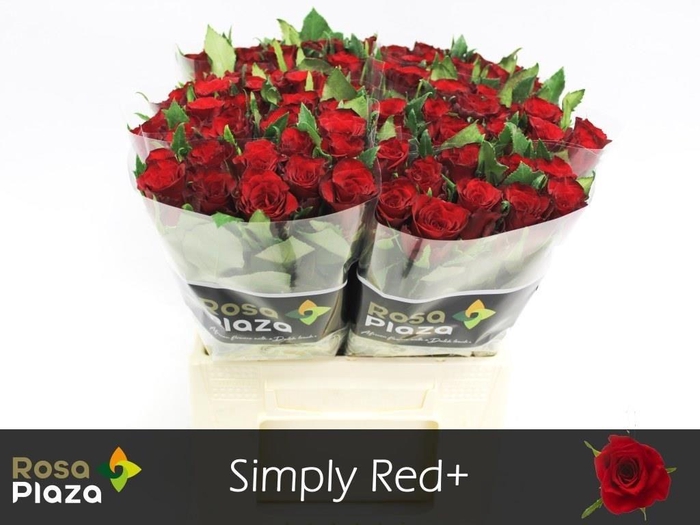 <h4>R GR SIMPLY RED+</h4>