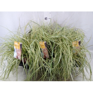 Carex oshimensis 'Everco Eversheen'