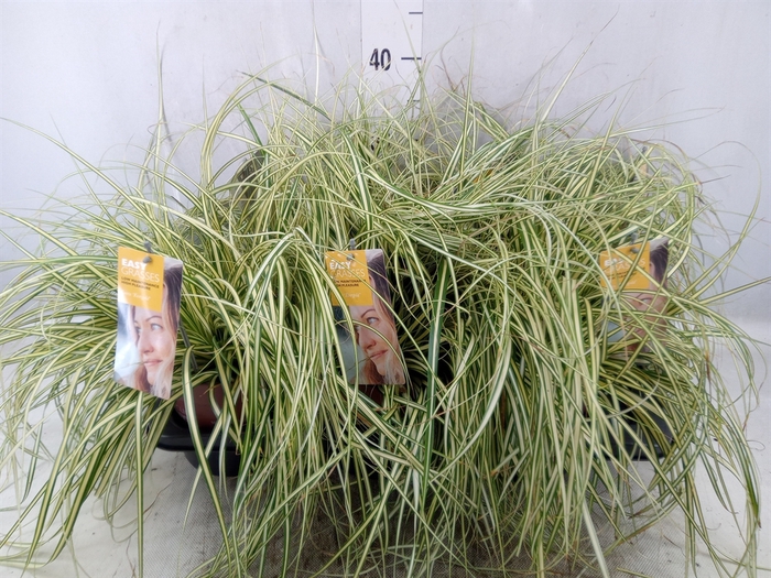 <h4>Carex oshimensis 'Everco Eversheen'</h4>