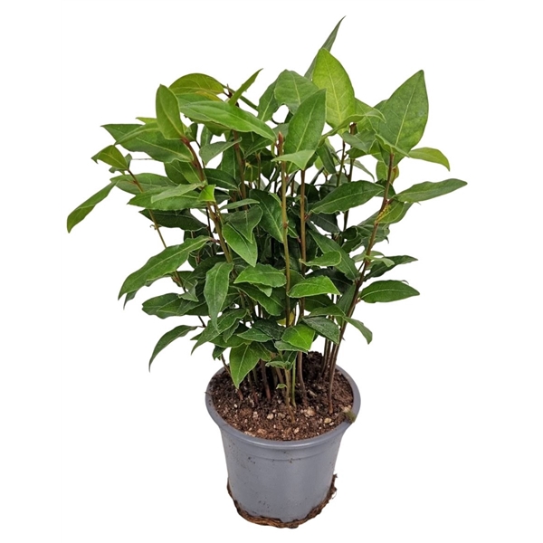 <h4>Laurus Nobilis Bush</h4>