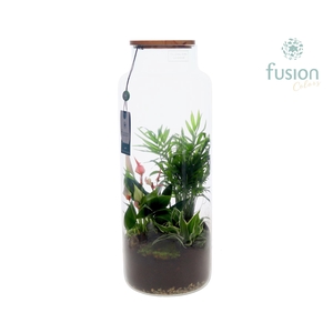 Vaas glas met kamerplanten