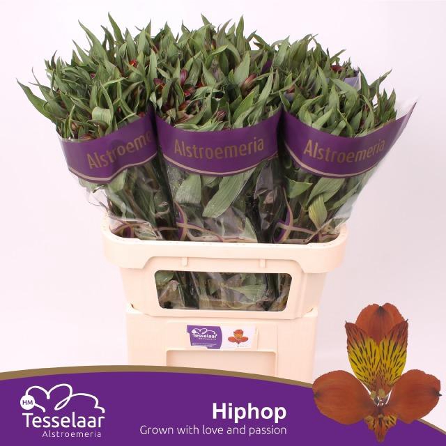 <h4>ALSTR HIPHOP</h4>