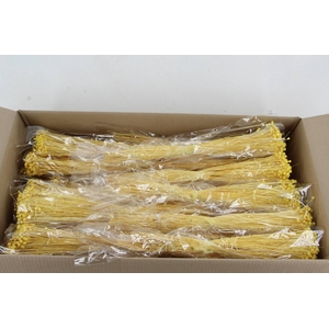DF Berina Yellow Bs