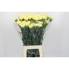 Dianthus St Ilias