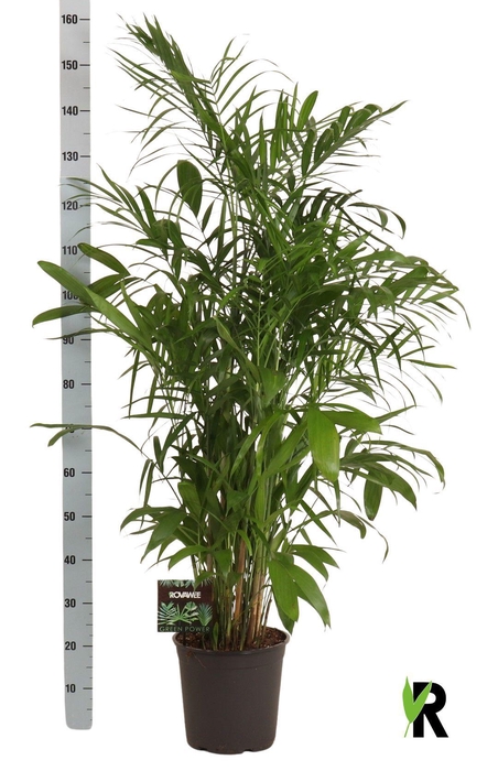 <h4>CHAMAED SEIFRIZII</h4>