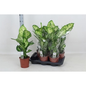 Dieffenbachia Mars 17Ø 60cm