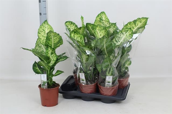 Dieffenbachia Mars 17Ø 60cm