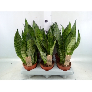 Sansevieria zeylanica