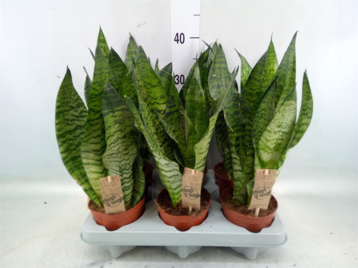 <h4>Sansevieria zeylanica</h4>