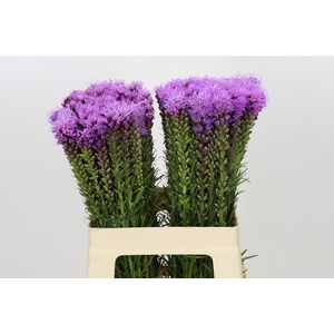 Liatris Spicata