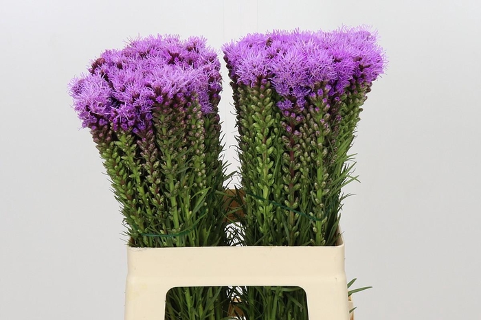 <h4>Liatris Spicata</h4>