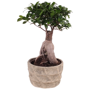 Ficus m. Ginseng ø18cm in ø20cm Deep Forest Nº366