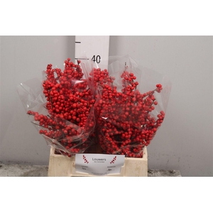 Ilex Mag Supreme Red