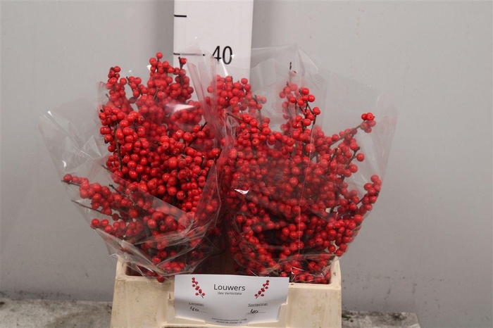 <h4>Ilex Mag Supreme Red</h4>