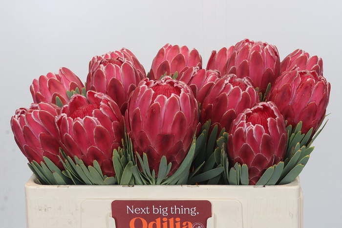 <h4>Protea Venus</h4>