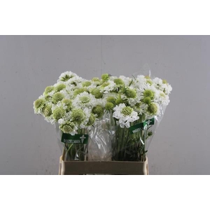 Scabiosa Scoop White L60