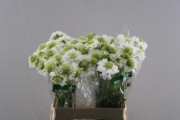 <h4>Scabiosa Scoop White L60</h4>