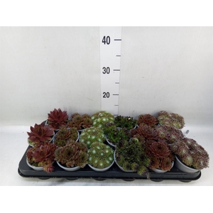 Sempervivum   ...mix