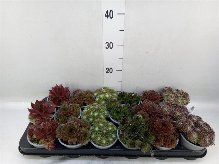 <h4>Sempervivum   ...mix</h4>