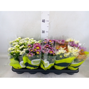 Chrysanthemum  'Splash'  ...mix