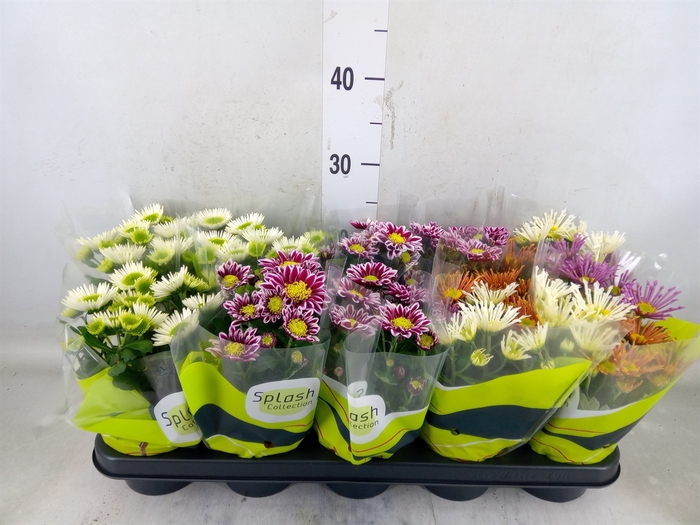 <h4>Chrysanthemum  'Splash'  ...mix</h4>