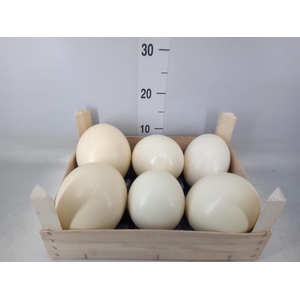 DECORATIE  ..EIEREN  H% STRUISVOGEL